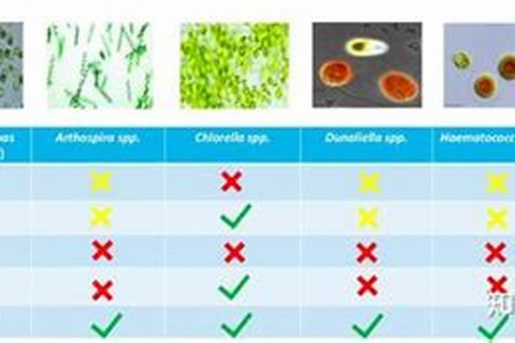 藻类植物在生物圈中,人类生活中有何作用 藻类植物在