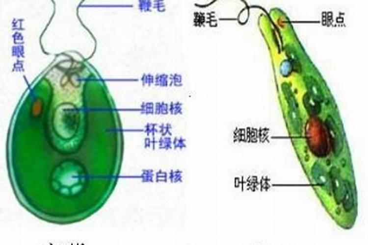 养虾如何控制水质