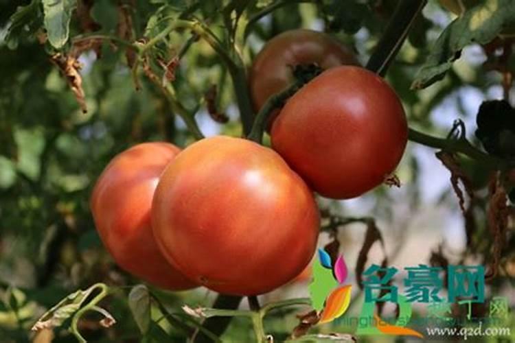 不要扔烂番茄!是用来养花的而且枝壮叶绿