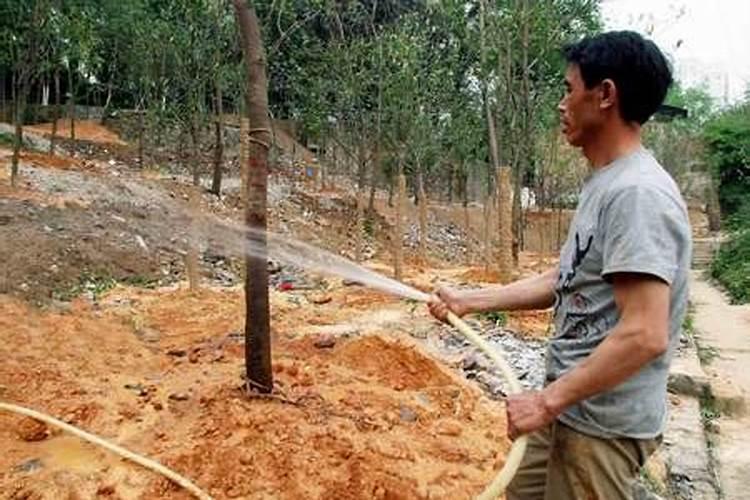 刚刚移栽的樱桃树可以使用叶面肥吗？怎样使用？