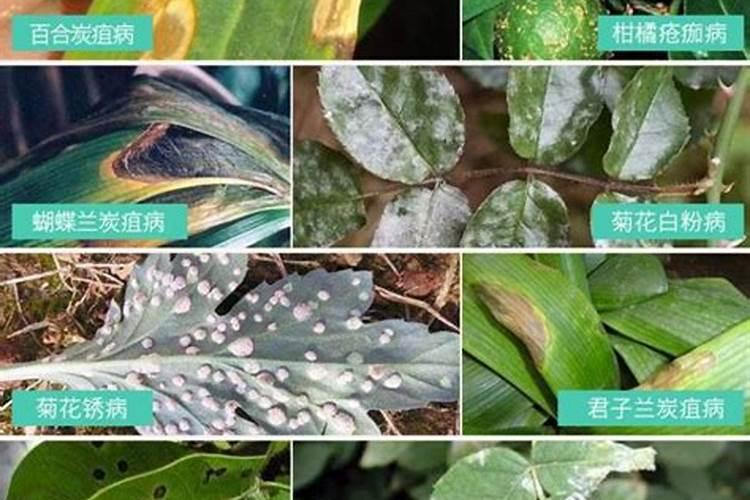 红莴笋细菌性叶斑病特效药？