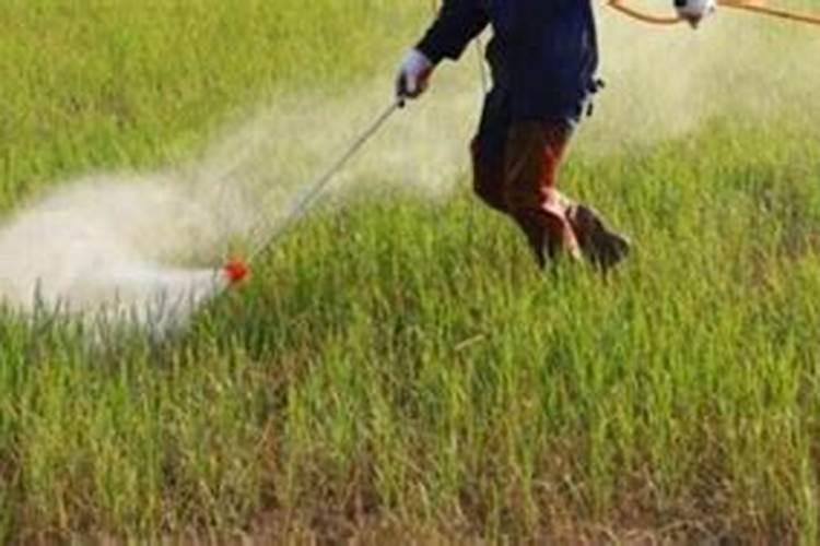 广东能不能种植香印青提？