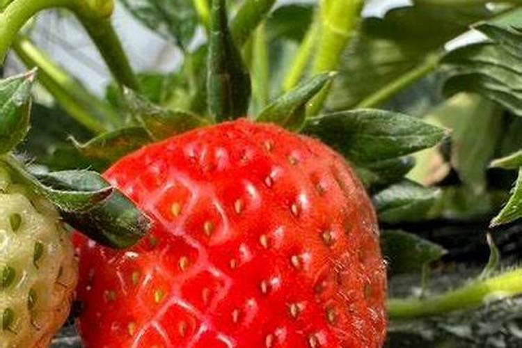 给草莓追肥,该用什么肥料？