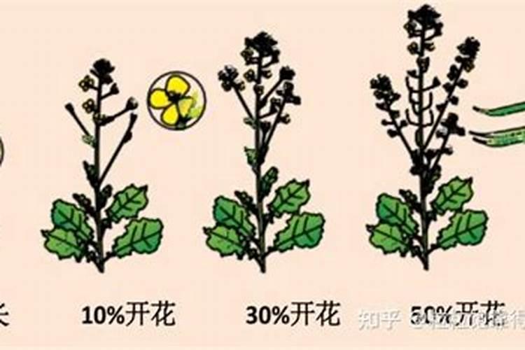 施肥对油菜生长有何重要作用