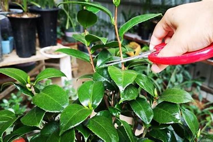 茶花开花后怎么养护