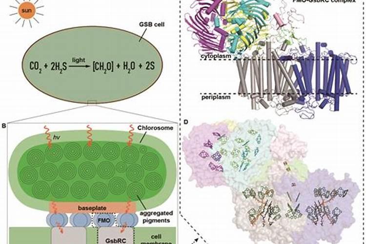 光合细菌肥料光合细菌肥料使用