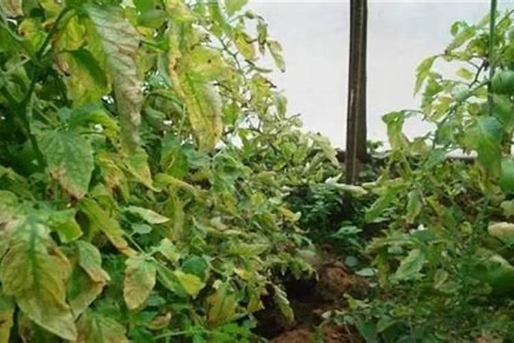 辣椒种植过程中,肥害产生原因有哪些,如何进行防治？