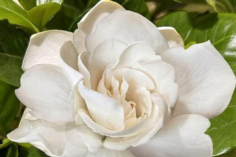 栀子花因为施肥多了叶子黄了怎么办？