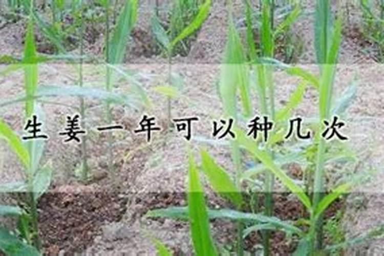 生姜出苗后用什么肥料 生姜苗期施什么肥好