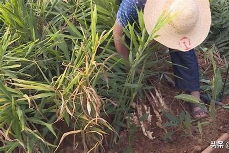 生姜施什么肥最高产,附种植方法和时间