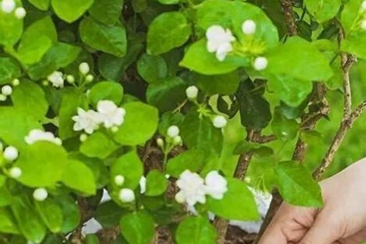 阿司匹林可以浇花吗