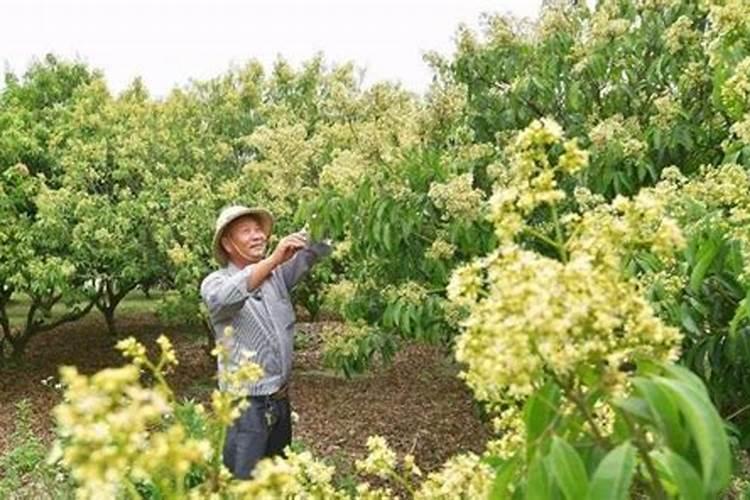 为了保证荔枝产量和品质的提高,该怎样正确施肥？