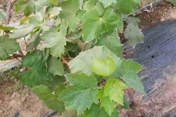 刚栽的葡萄苗该如何管理(施肥和用药)