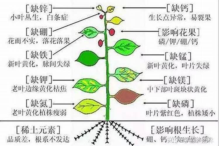 干货:植物生病原因排查及缺素症状一览表