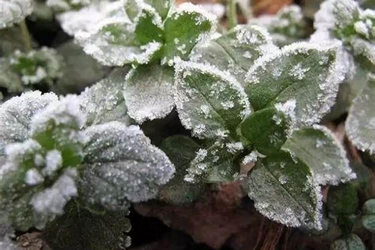 幸福树叶子冻紫了怎么补救