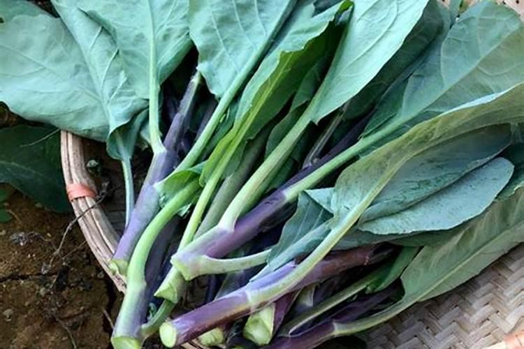 红菜苔施肥方法 怎么给红菜苔施肥