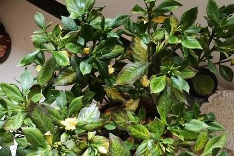 栀子花叶子很茂盛,但花蕾长着长着就枯了