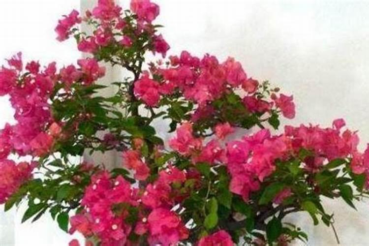 三角梅花期用施肥吗 三角梅花期用不用施肥