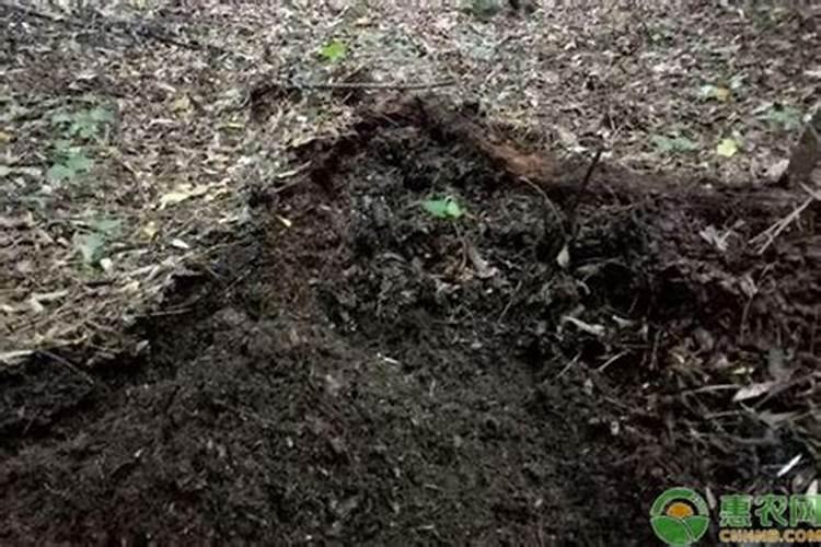 鱼缸水质偏碱怎么处理