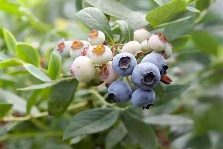 蓝莓开花期怎样浇水施肥