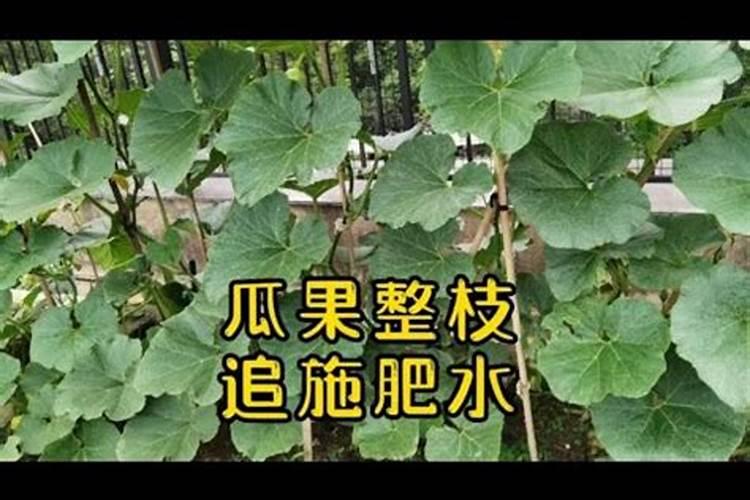 黄瓜追肥要点 黄瓜应该怎么养殖好