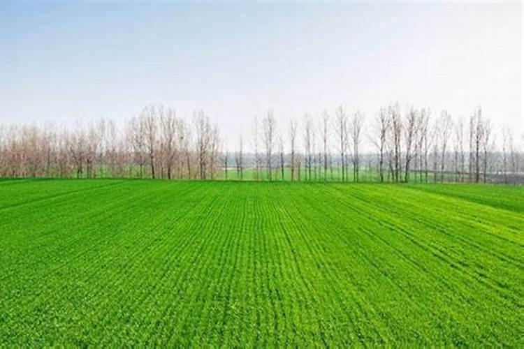 小麦春季种植管理技术 小麦应该怎么防冻