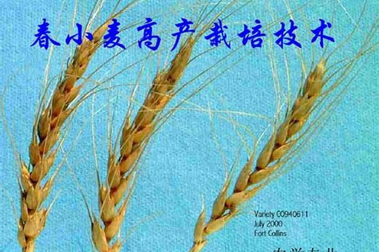 小麦春季管理技术要点