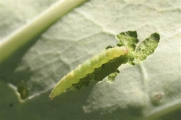 如何提高棉花的产量 提高棉花的产量方法