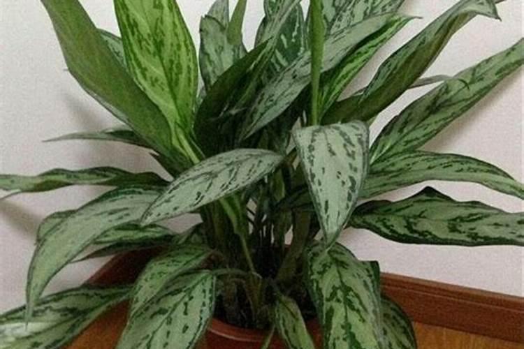 植物叶子发黄缺什么肥料
