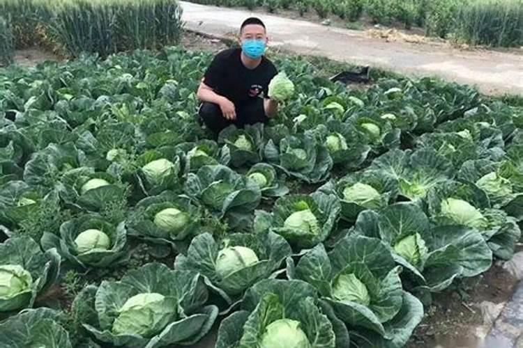 甘蓝畸形是什么原因？