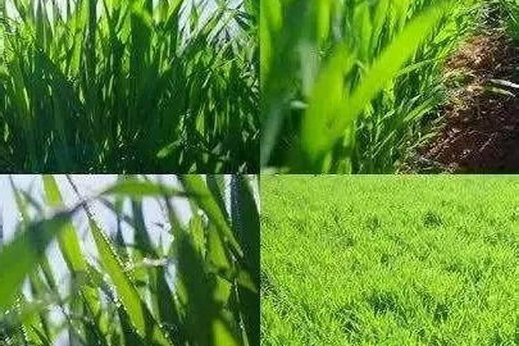 杨树用什么肥料长得快？