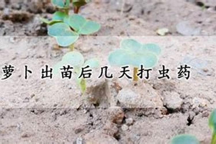 红萝卜发芽了怎么种 红萝卜发芽种植方法