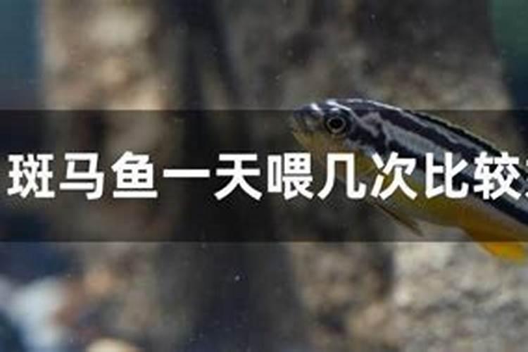 鱼蛋白水溶肥现在怎么用