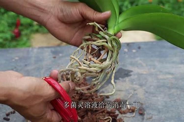 蝴蝶兰换盆注意事项