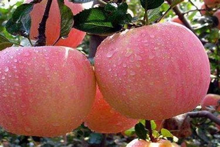 苹果树施肥时间,用什么水溶肥好