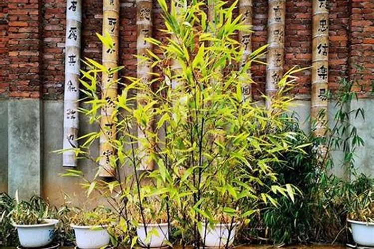 紫竹的养殖方法和注意事项