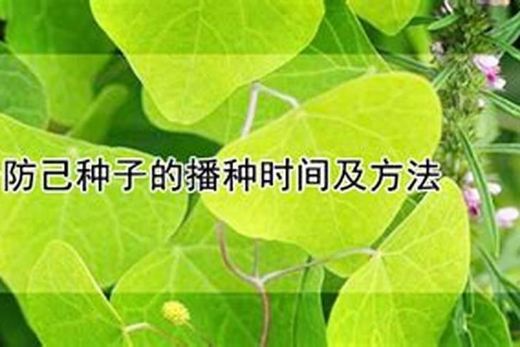 粉防己栽培技术