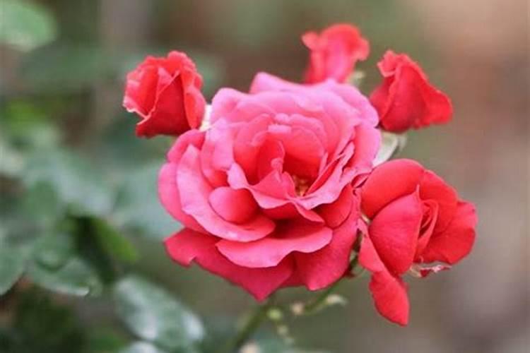 夏天能给花施肥吗