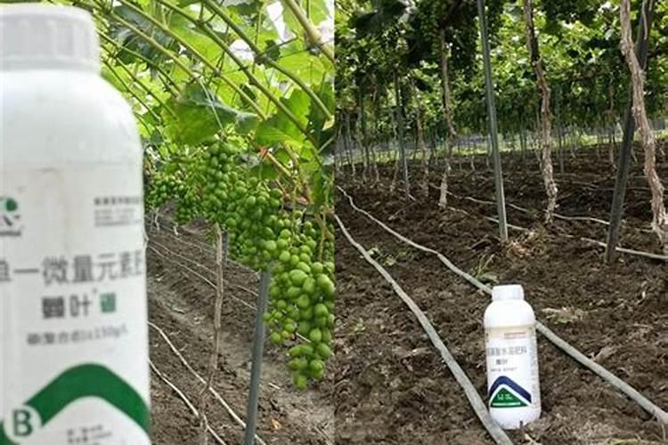 生物菌肥的使用方法和注意事项,你知道多少