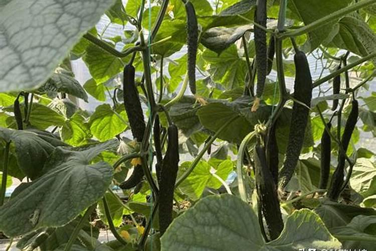 茄子开花结果期怎么施肥和管理 茄子开花结果期怎么施肥和管理呢百度...