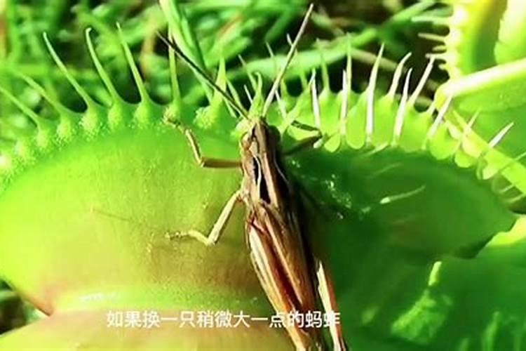 食虫草种植方法以及种植条件
