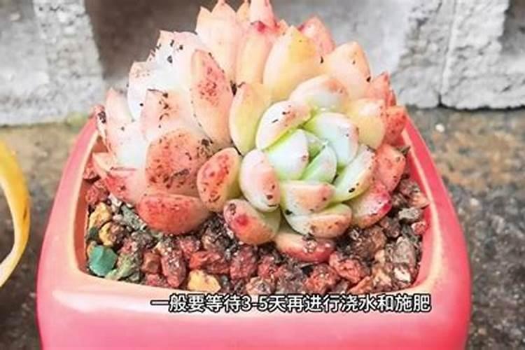 肉肉花怎么养每天要浇多少水