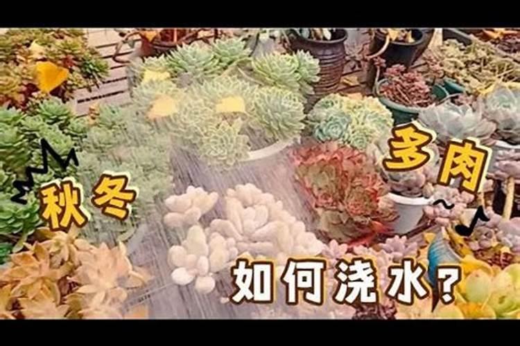 肉肉春天多久浇一次水 肉肉春天适宜多久浇水？