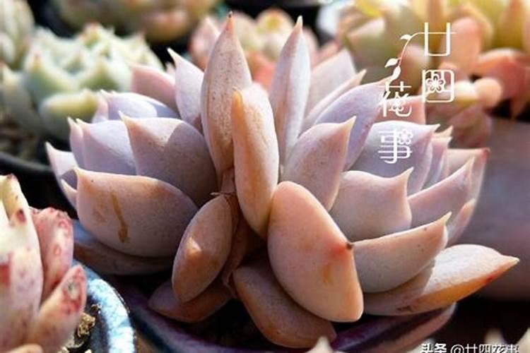肉肉花怎么养每天要浇多少水