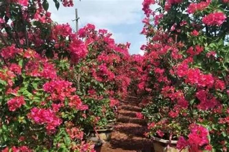 三角梅有花苞能喷磷钾肥吗 三角梅有花苞能喷磷钾肥