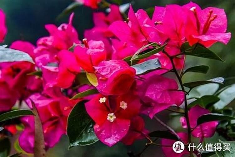 三角梅有花苞能喷磷钾肥吗