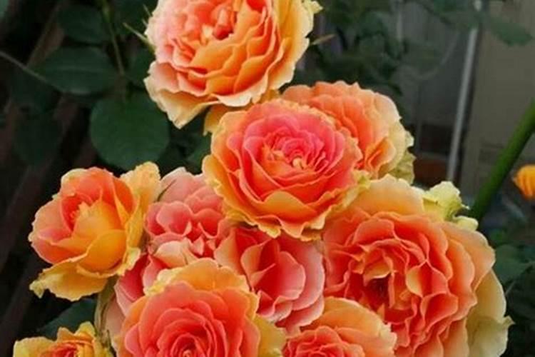 园艺师教学系列之:月季长花苞后的施肥方法