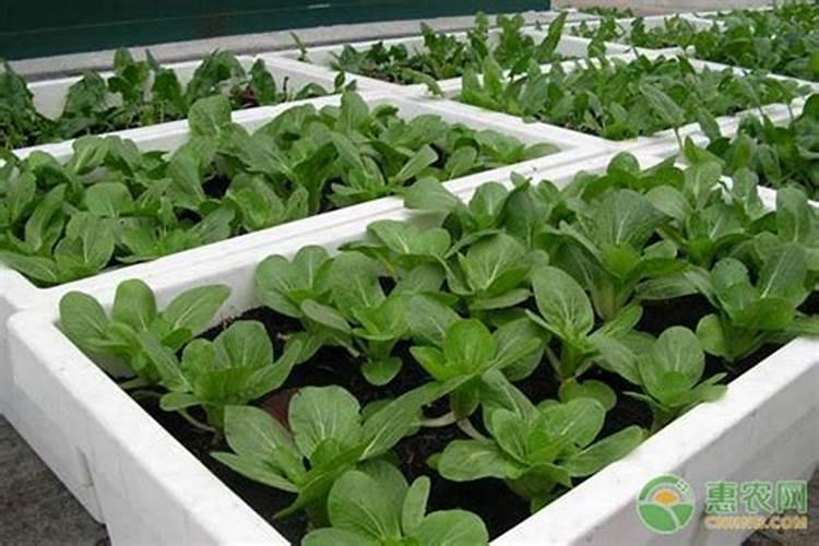奶油快菜的种植方法和时间