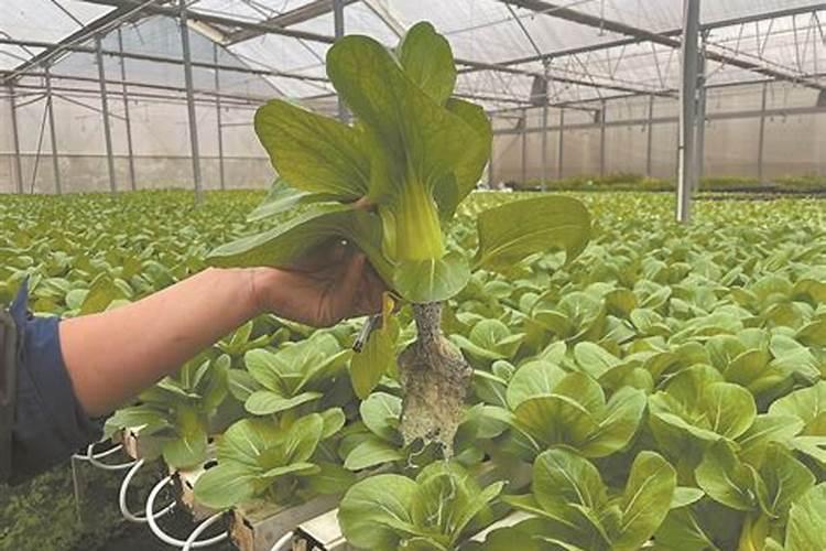 快菜的种植方法和时间