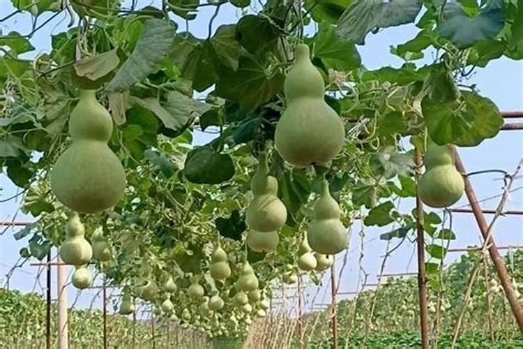 龟背竹怎样施肥